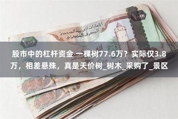 股市中的杠杆资金 一棵树77.6万？实际仅3.8万，相差悬殊，真是天价树_树木_采购了_景区